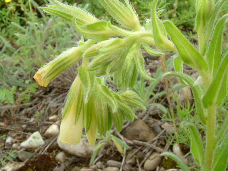 Onosma helvetica / Viperina elvetica